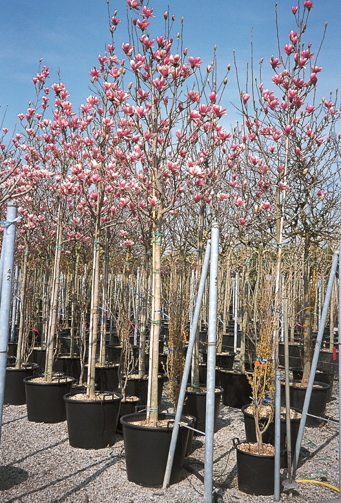 Magnolia x Soulangeana Magnolia de Soulange Pépinières Ruiz