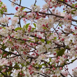 Malus Evereste – Pommiers à fleurs