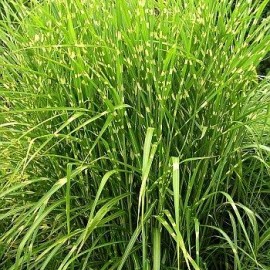 Miscanthus Sinensis Zebrinus – Roseau de Chine zebre jaune