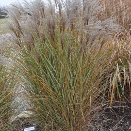 Miscanthus sinensis Morning Light – Roseau de Chine argente