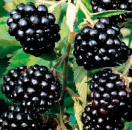 Rubus Fruticosus – Mure noire