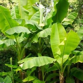 Musa Basjoo (Japonica) – Bananier