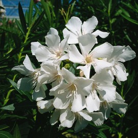 Nerium Oleander sœur Agnes Blanc simple – Laurier Rose