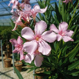 Nerium Oleander grandiflorum rose simple – Laurier Rose