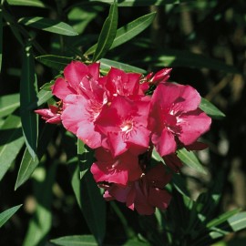 Laurier-rose ou Nerium oleander Émile Sahut