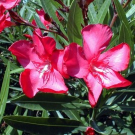 Nerium Oleander commandant barthélémy rouge double – Laurier Rose
