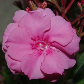 Nerium Oleander Mme Allen Rose double – Laurier Rose