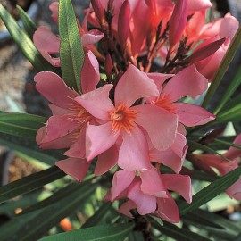 Nerium Oleander tito poggi Saumon simple – Laurier Rose