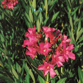 Nerium Oleander Papa Gambetta Rouge simple – Laurier Rose