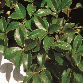 Osmanthus Aquifolium – Faux houx