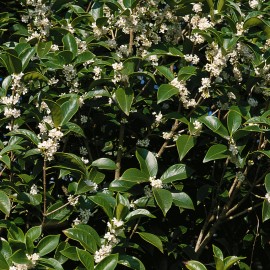 Osmanthus Delavayi