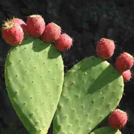 Opuntia Ficus Indica – Figuier de Barbarie