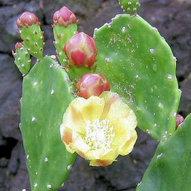 Opuntia Vulgaris – Figuier de Barbarie