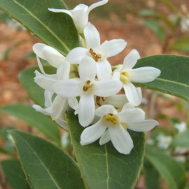 Osmanthus x Burkwoodii