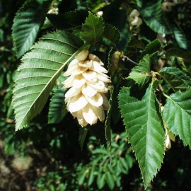 Ostrya Carpinifolia – Charme Houblon