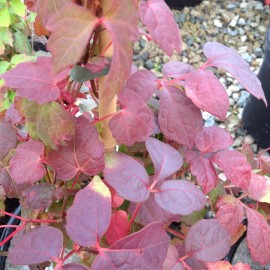 Parthenocissus Tricus Veitchi – Vigne Vierge