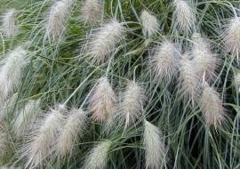 Pennisetum Alopecuroides Villosum – Herbe aux écuvillons