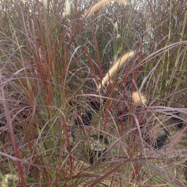 Pennisetum Setaceum Rubrum – Herbe aux écuvillons pourpre