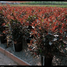 Photinia x Fraseri Red Robin