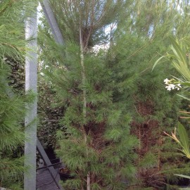 Pinus Halepensis – Pin d’Alep