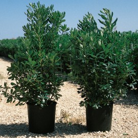 Pittosporum Tobira