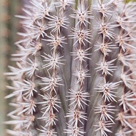 Pachycereus Pringlei