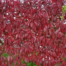 Parthenocissus Quinquefolia – Vigne Vierge