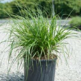 Pennisetum Alopecuroides – Herbe aux écuvillons