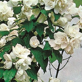 Philadelphus x Virginalis – Seringat