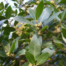 Phillyrea Angustifolia – Filaire