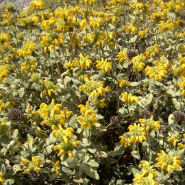 Phlomis Fruticosa – Sauge de Jérusalem