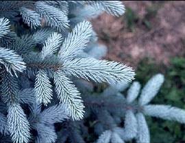 Picea Pungens Hoopsii – Sapin Bleu