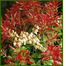 Pieris Japonica Moutain Fire – Andromède