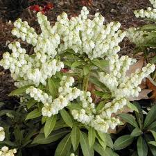 Pieris japonica Andromeda – Andromède