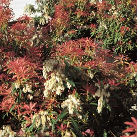 Pieris Floribunda Forest Flame – Andromède