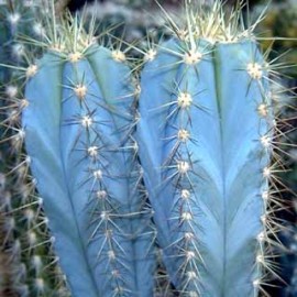 Pilosocereus Azureus