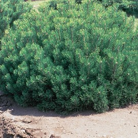 Pinus Mugo – Pin Mugo nain