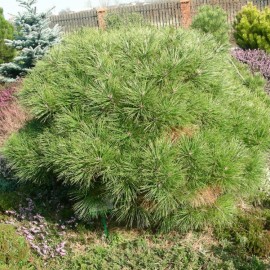 Pinus Stobus Radiata – Pin Weymouth ‘Radiata’