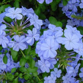 Plumbago Capensis Bleu Foncé – Plumbago du Cap