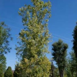 Populus Alba « Pyramidalis » – Peuplier Blanc