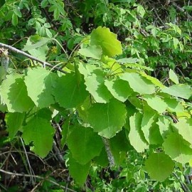 Populus Tremula – Peuplier Tremble