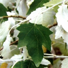 Populus Alba « nivea » – Peuplier Blanc