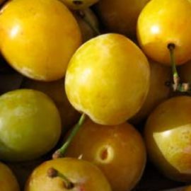 Prunus Domestica Mirabelle – Pruniers Mirabelle