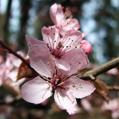 Prunus Cerasifera Pissardi – Prunier d’ornement