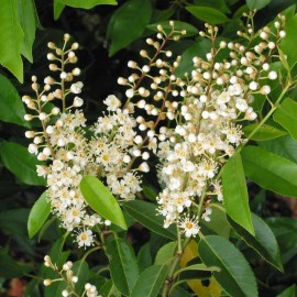 Prunus Lusitanica Pyramidallis – Laurier du Portugal