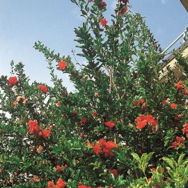 Punica Maxima Rubra – Grenadier à fleurs