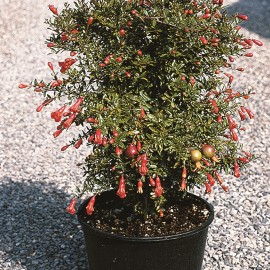 Punica Granatum Nana – Grenadier à fleurs