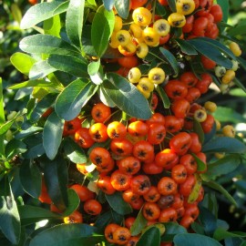 Pyracantha x Orange glow