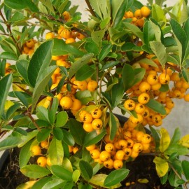 Pyracantha x soleil d’or