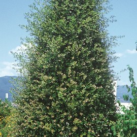 Quercus Ilex – Chêne vert